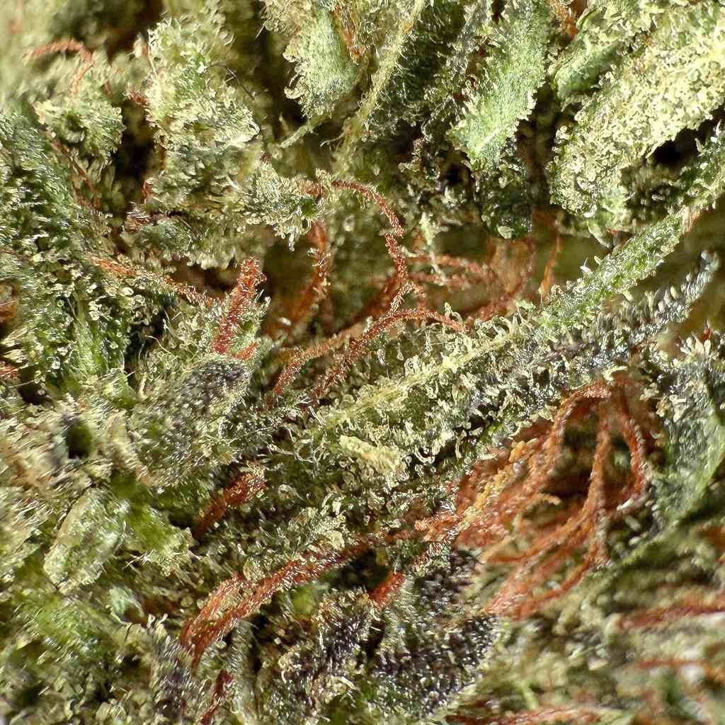 tangie candy thcx 2.0