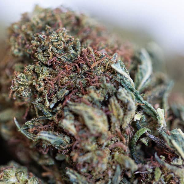 jack herer thcx 2.0 mistura de botões green house