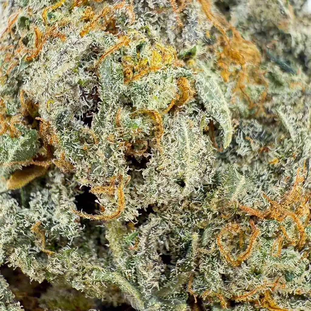 Gelato ButterCream THCX Big Bud Interior - Image 2